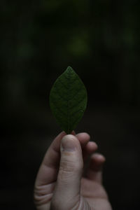 Close-up of hand holding plant