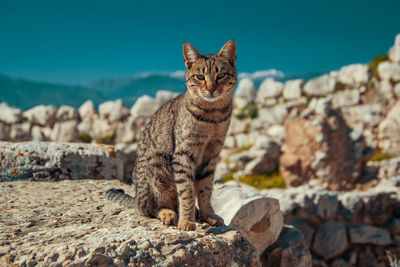 Cat sitting on rock