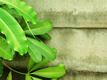 Close-up of plant