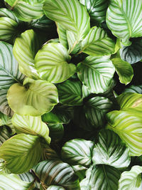 Close-up view of a calming calathea