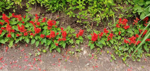 High angle view of red flowering plants