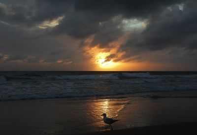 Seagull on beach at sunset