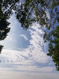 Low angle view of trees against sky