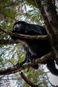 Carayá monkeys natural state, south american species, the male is black and the female is brown