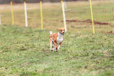 Dogs running on field