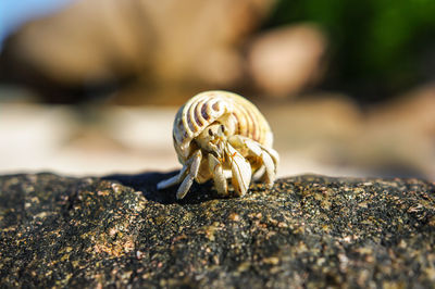 Hermit crab