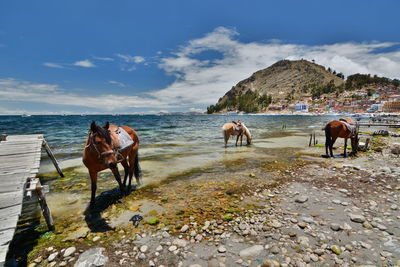 Horses on lakeshore against sky