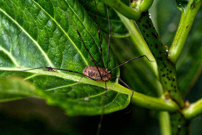 Close-up of insect on leaf
