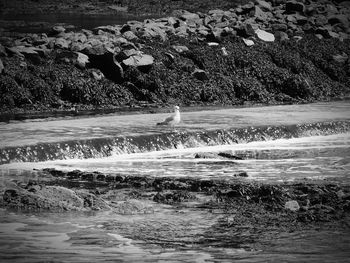 View of bird on beach