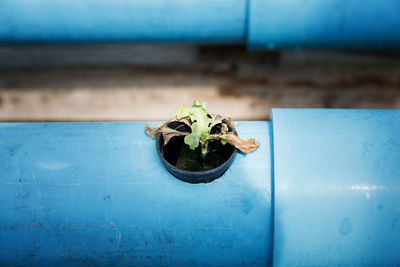 Close-up of potted plant on table