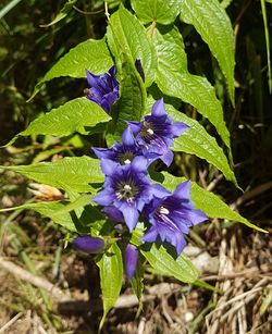 Close-up of purple flowers blooming outdoors