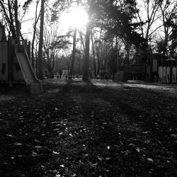 Trees in sunlight