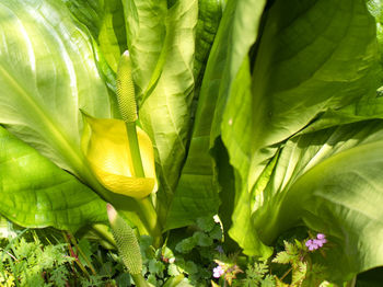 Close-up of yellow flowering plant