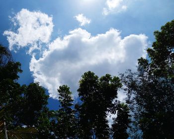 Low angle view of trees against sky