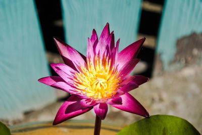 Close-up of pink water lily in pond