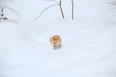 High angle view of a dog on snow