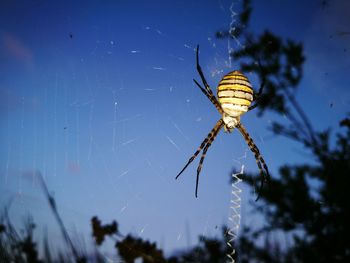 Close-up of spider on web