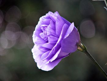 Close-up of purple flower