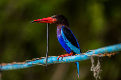 Javan kingfisher with his prey 