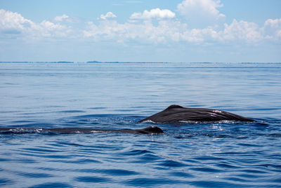 Group of sperm whales at the surface