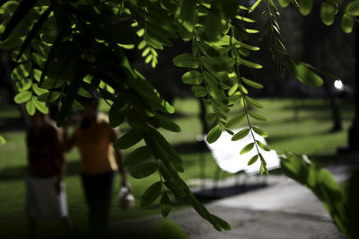 Close-up of fresh green leaves