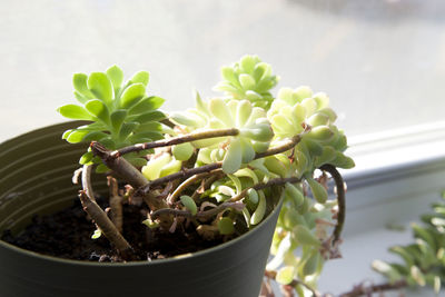 Close-up of potted plant