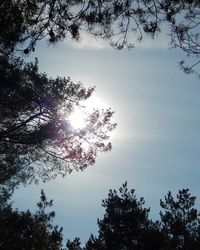 Low angle view of trees against sky