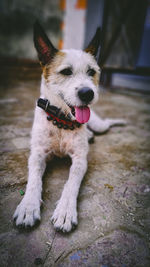 Close-up portrait of dog