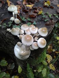 High angle view of mushrooms