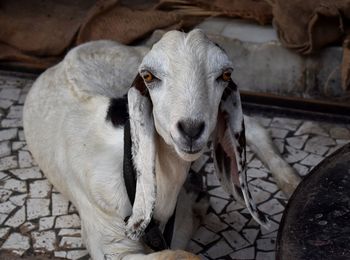 Portrait of goat