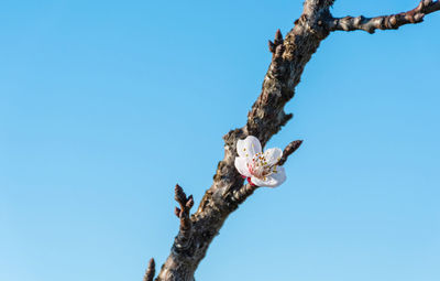 One blossom on tree branch. spring, growth, blue sky, copy space-