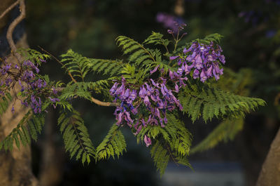 Close-up of purple flowering plant