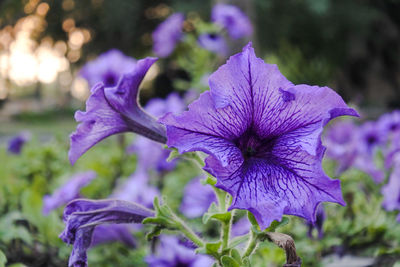 Close-up of purple iris flower