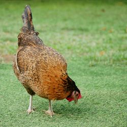 Close-up of chicken perching on grassy land