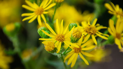 Close-up of yellow flowering plant