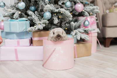 Cute lop-eared rabbit is sitting in a round pink box under the christmas tree with gifts