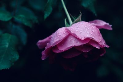 Close-up of raindrops on pink rose