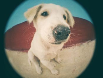 Close-up portrait of dog