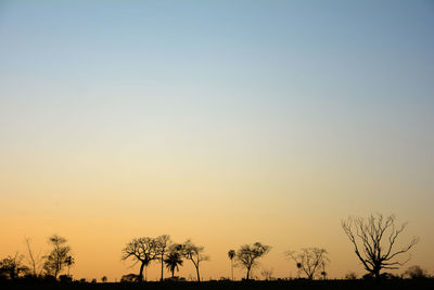 Silhouette of bare tree against sunset sky