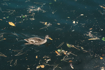High angle view of duck swimming in lake