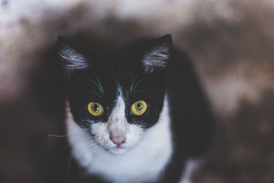 Close-up portrait of cat