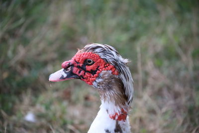 Close-up of a bird