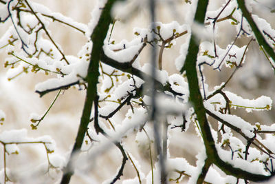 Close-up of cactus plant