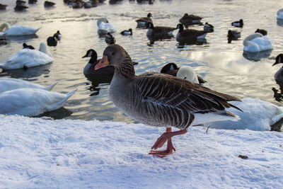 Water birds on lake during winter