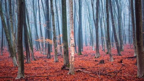 Panoramic view of trees in forest during autumn