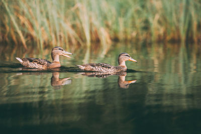 Mallard ducks swimming on lake