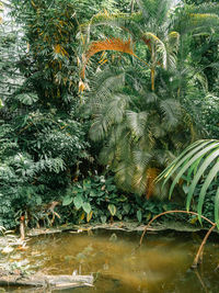 Palm trees in forest