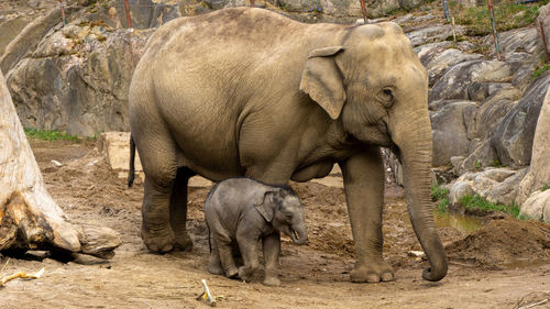 Elephant in a zoo