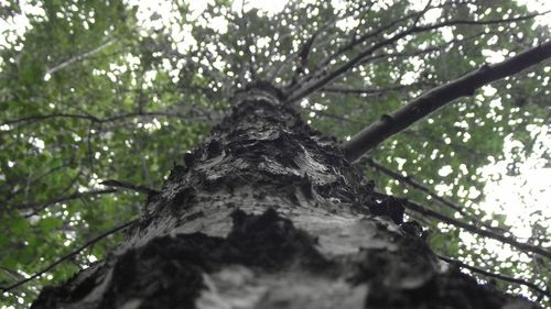 Low angle view of tree against sky