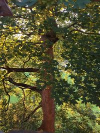 Low angle view of tree against sky